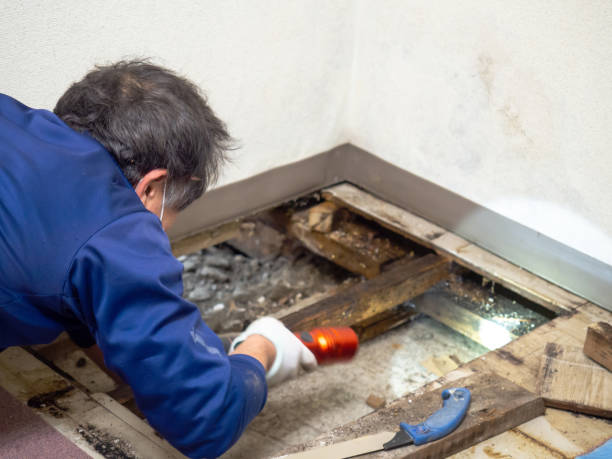 Hatch, NM Mold Remediation Company