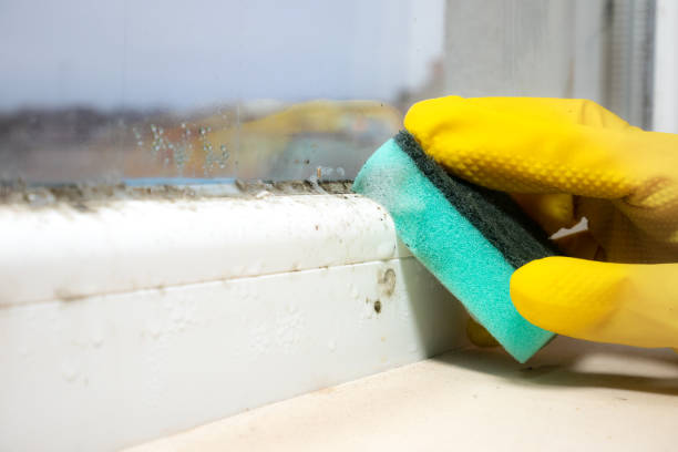Best Commercial Mold Remediation in Hatch, NM
