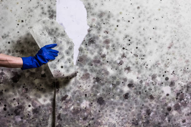 Best Kitchen Mold Remediation in Hatch, NM