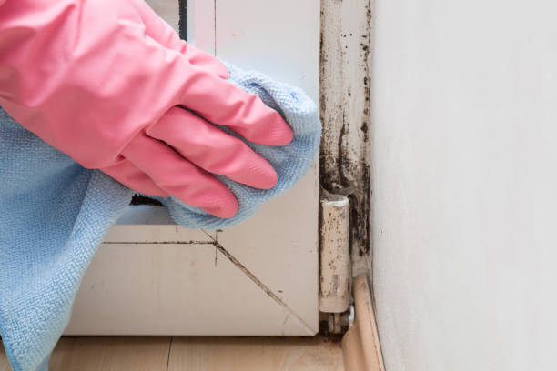Best Commercial Mold Remediation in Hatch, NM